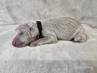 Kenai - AKC, a male Weimaraner for sale in Bois D Arc, MO – Photo 8 of 10