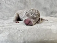 Kenai - AKC, a male Weimaraner for sale in Bois D Arc, MO – Photo 6 of 10