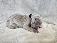 Kenai - AKC, a male Weimaraner for sale in Bois D Arc, MO – Photo 5 of 10