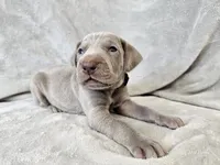 Kenai - AKC, a male Weimaraner for sale in Bois D Arc, MO – 8 of 10