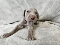 Kenai - AKC, a male Weimaraner for sale in Bois D Arc, MO – 9 of 10