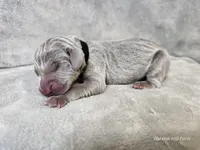 Kenai - AKC, a male Weimaraner for sale in Bois D Arc, MO – Photo 10 of 10