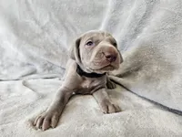 Kenai - AKC, a male Weimaraner for sale in Bois D Arc, MO – 4 of 10