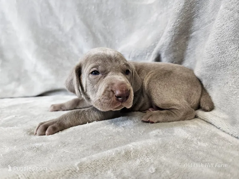Kenai - AKC – Weimaraner puppy for sale in Bois D Arc, MO