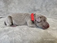 Khaleesi - AKC, a female Weimaraner for sale in Bois D Arc, MO – Photo 10 of 10