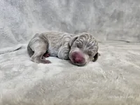 Kenai - AKC, a male Weimaraner for sale in Bois D Arc, MO – Photo 7 of 10