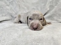 Kenai - AKC, a male Weimaraner for sale in Bois D Arc, MO – 3 of 10