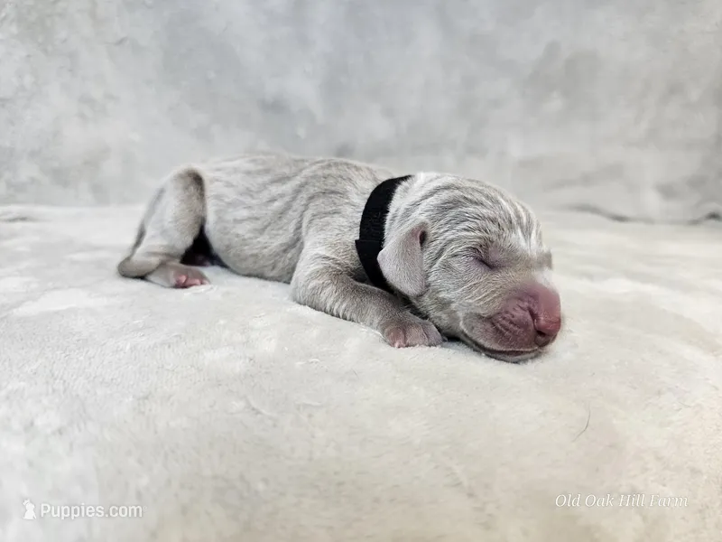 Kenai - AKC – Weimaraner puppy for sale in Bois D Arc, MO