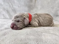 Khaleesi - AKC, a female Weimaraner for sale in Bois D Arc, MO – Photo 9 of 10