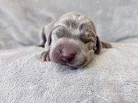 Kinzleigh - AKC, a female Weimaraner for sale in Bois D Arc, MO – 2 of 10