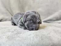 Marley - AKC, a male Weimaraner for sale in Bois D Arc, MO – 10 of 10