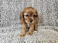 Duchess - FULL AKC, a female Cavalier King Charles Spaniel for sale in Bois D Arc, MO – 8 of 10