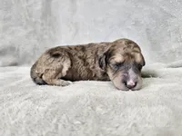 Mosaic, a male Poochon for sale in Bois D Arc, MO – 6 of 10