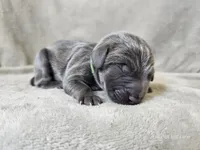 Marley - AKC, a male Weimaraner for sale in Bois D Arc, MO – 4 of 10