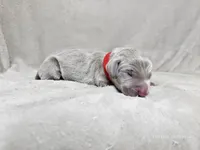 Mira - AKC, a female Weimaraner for sale in Bois D Arc, MO – 4 of 10