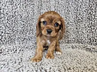 Duchess - FULL AKC, a female Cavalier King Charles Spaniel for sale in Bois D Arc, MO – 7 of 10