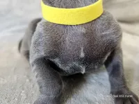 Indigo Rose - AKC, a female Weimaraner for sale in Bois D Arc, MO – Photo 10 of 10