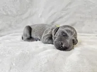 Indigo Rose - AKC, a female Weimaraner for sale in Bois D Arc, MO – Photo 3 of 10