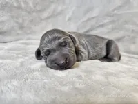 Indigo Rose - AKC, a female Weimaraner for sale in Bois D Arc, MO – Photo 6 of 10