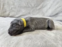 Indigo Rose - AKC, a female Weimaraner for sale in Bois D Arc, MO – Photo 7 of 10