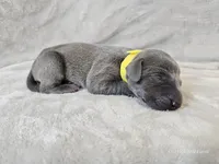 Indigo Rose - AKC, a female Weimaraner for sale in Bois D Arc, MO – Photo 8 of 10