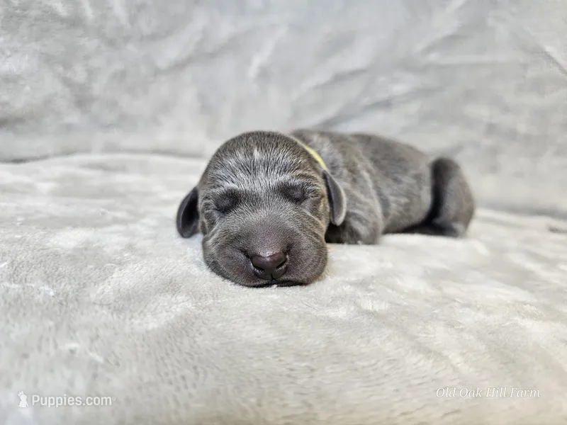 Indigo Rose - AKC – Weimaraner puppy for sale in Bois D Arc, MO