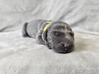 Indigo Rose - AKC, a female Weimaraner for sale in Bois D Arc, MO – Photo 5 of 10