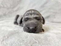 Indigo Rose - AKC, a female Weimaraner for sale in Bois D Arc, MO – Photo 4 of 10