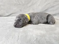 Indigo Rose - AKC, a female Weimaraner for sale in Bois D Arc, MO – Photo 2 of 10