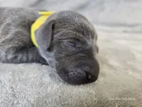 Indigo Rose - AKC, a female Weimaraner for sale in Bois D Arc, MO – Photo 9 of 10