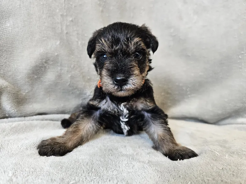 Cassian – Schnoodle puppy for sale in Bois D Arc, MO