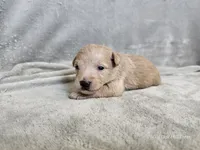 Morrigan , a female Schnoodle for sale in Bois D Arc, MO – 1 of 10