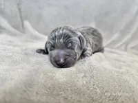 Mickey - AKC, a male Weimaraner for sale in Bois D Arc, MO – 7 of 10