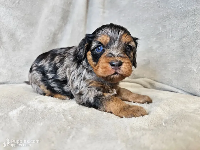 Rielle- Blue Merle Phantom – Cavapoo puppy for sale in Bois D Arc, MO