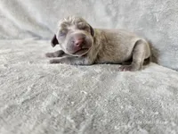 Kashmir - AKC, a female Weimaraner for sale in Bois D Arc, MO – 7 of 10