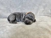 Kobalt- AKC, a male Weimaraner for sale in Bois D Arc, MO – 3 of 10