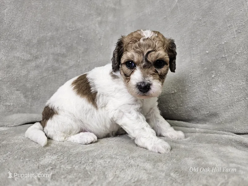 Pixel – Poochon puppy for sale in Bois D Arc, MO