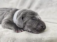 Skye - AKC, a female Weimaraner for sale in Bois D Arc, MO – 10 of 10