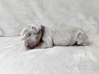 Kamea - AKC, a female Weimaraner for sale in Bois D Arc, MO – 7 of 10