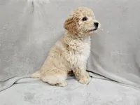 Anne - AKC, a female Poodle - Miniature  for sale in Bois D Arc, MO – 2 of 10