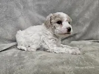 Yeti, a male Poochon for sale in Bois D Arc, MO – 4 of 10
