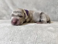 Kamea - AKC, a female Weimaraner for sale in Bois D Arc, MO – 2 of 10