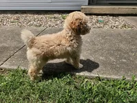 Anne - AKC, a female Poodle - Miniature  for sale in Bois D Arc, MO – 10 of 10