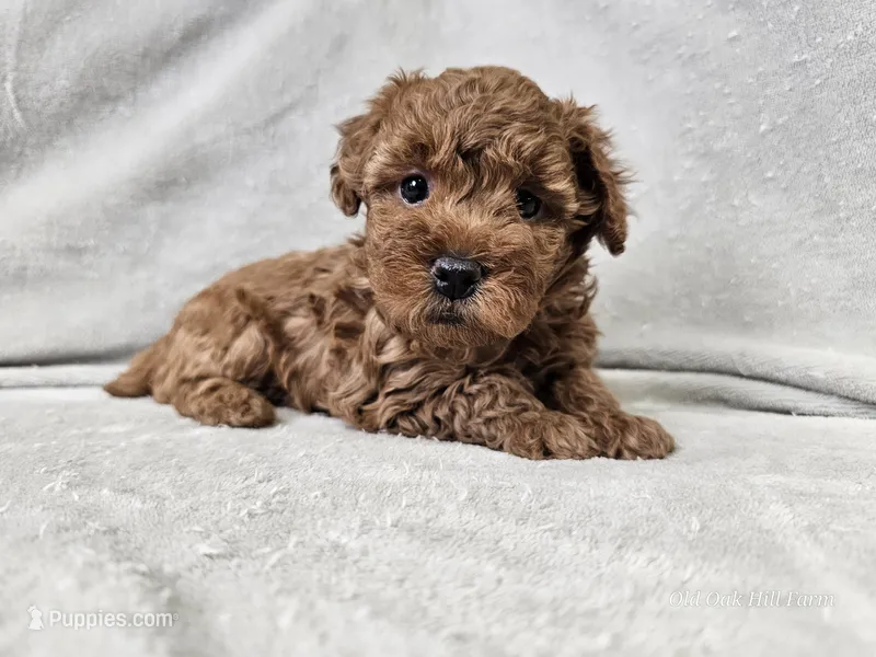 Adelaide - Full AKC – Poodle - Miniature  puppy for sale in Bois D Arc, MO