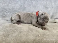 Kashmir - AKC, a female Weimaraner for sale in Bois D Arc, MO – 1 of 10
