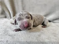 Mira - AKC, a female Weimaraner for sale in Bois D Arc, MO – 10 of 10