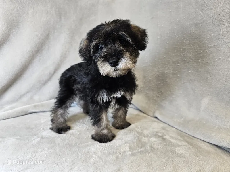 Rhysand – Schnoodle puppy for sale in Bois D Arc, MO