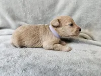 Morrigan , a female Schnoodle for sale in Bois D Arc, MO – 5 of 10