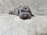 Khaizer - AKC, a male Weimaraner for sale in Bois D Arc, MO – 9 of 10