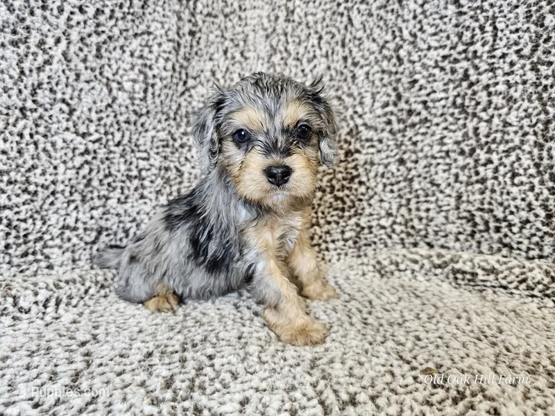 Merlin- blue merle phantom  – Cavapoo puppy for sale in Bois D Arc, MO